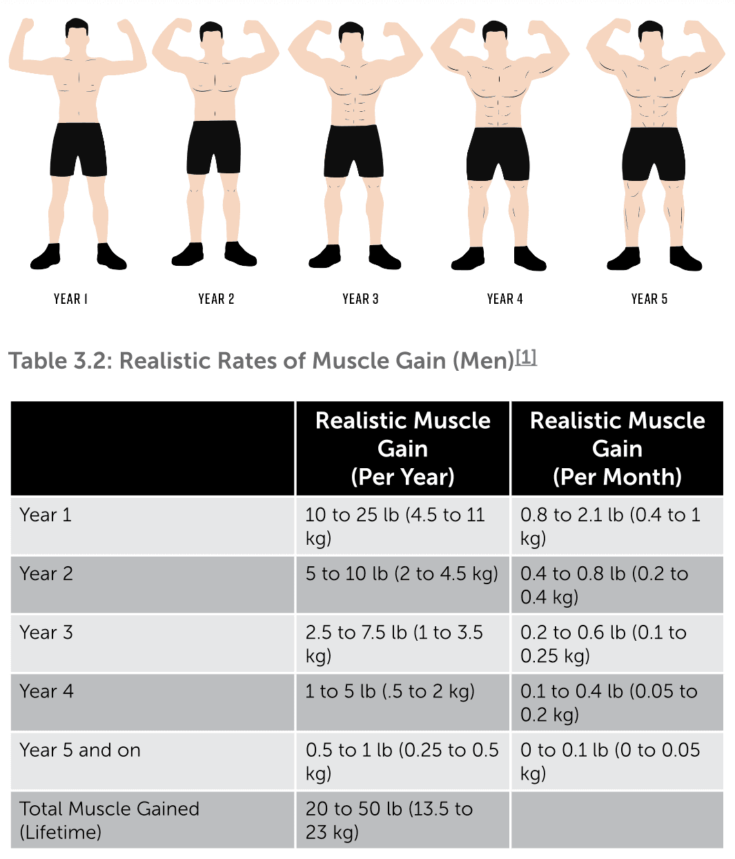 Realistic rates of muscle gain
